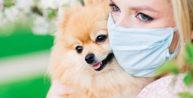 Çiçek açan bir ağacın arka planında köpeği olan mavi maskeli güzel bir kadın. Koronavirüs salgını.