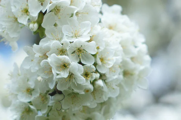 Třešňový květ - detailní — Stock fotografie