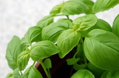 fesleğen closeup - ocimum basilicum
