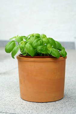 fesleğen - ocimum basilicum pot