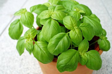 fesleğen yaprakları-ocimum basilicum