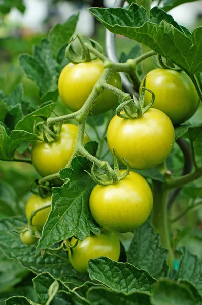 Plant with unripe green tomatoes — Stock Photo, Image