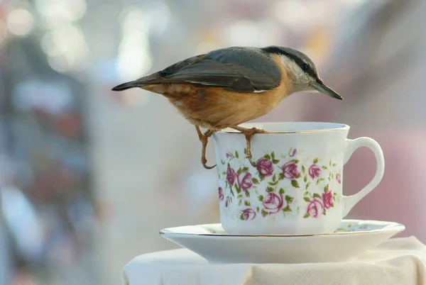 Kahve Kupası Sıvacı Kuşu — Stok fotoğraf