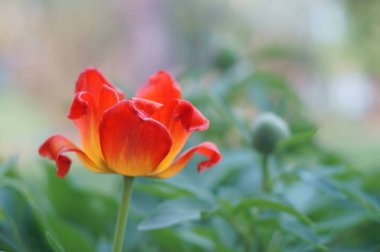 Kırmızı Sarı Lale - yatay biçimi