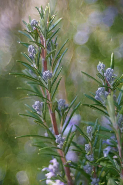 Blooming Branches Rosemary — Stock Photo, Image