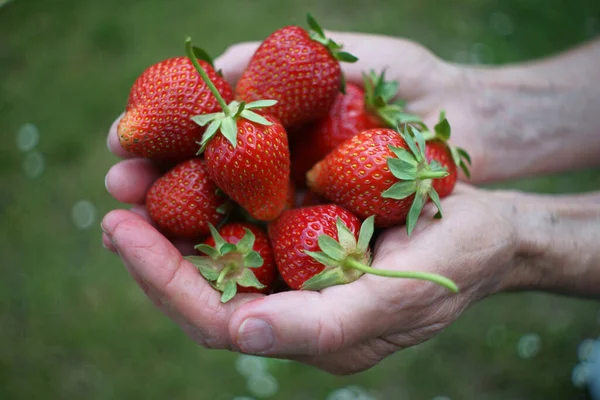 Manos Con Fresas Rojas Frescas — Foto de Stock