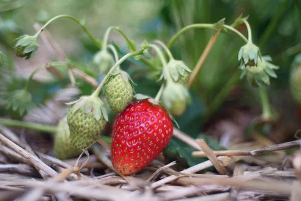 Fresas Rojas Verdes Rama Cerca Arriba — Foto de Stock