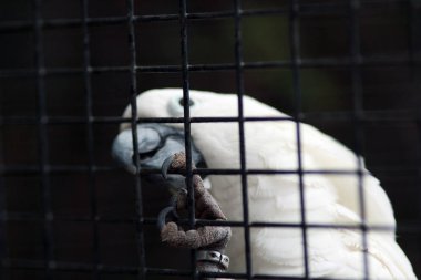 Kakadu - stok fotoğraf portresi