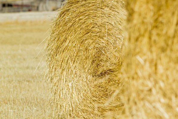 Field of freshly bales of hay — Stock Photo, Image
