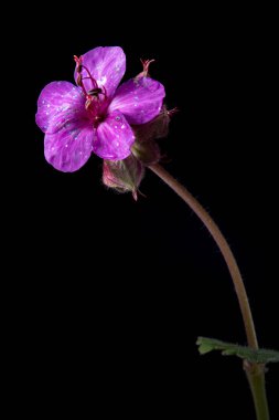 Siyah arkaplanda çiçekler