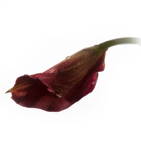 Die Blume auf dem Hintergrund — Stockfoto