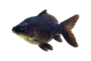 Dekoratif akvaryum balık