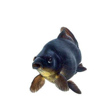 Dekoratif akvaryum balık