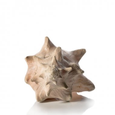 beyaz arkaplanda deniz kabuğu