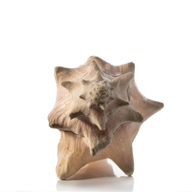 beyaz arkaplanda deniz kabuğu