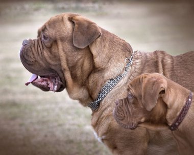 Şehir Park arka plan üzerinde köpekler