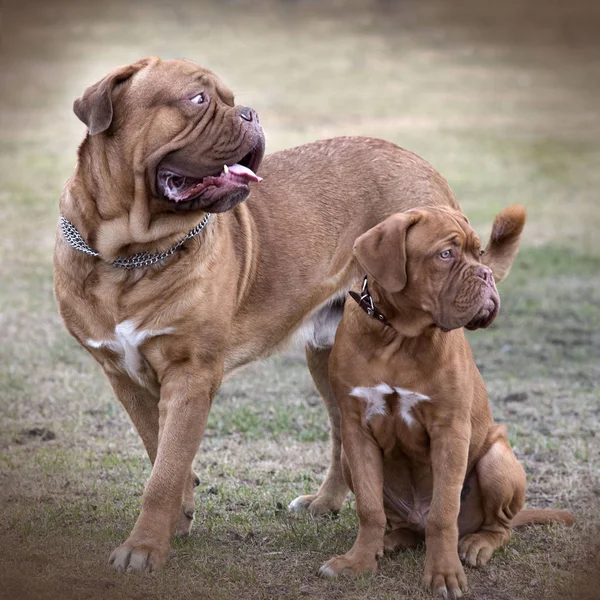 Dogs on a background of city Park — Stock Photo, Image