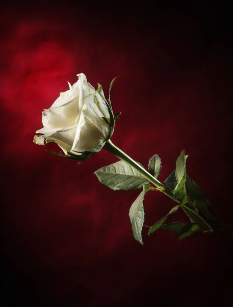 Weiße Rose in einer Vase auf Hintergrund mit Fleck — Stockfoto