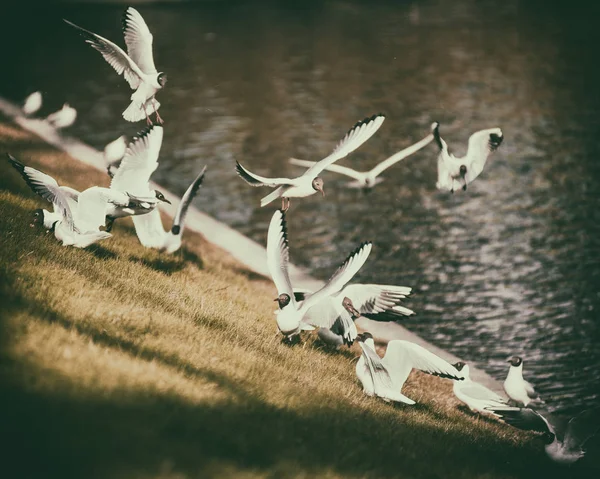 Чайки-птицы в парке — стоковое фото
