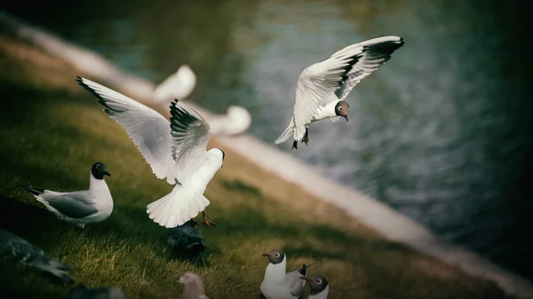 在公园里的鸟海鸥 — 图库照片
