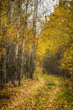 Ağaçlar boyunca uzanan sonbahar orman yolu yapraklardan dökülüyor.