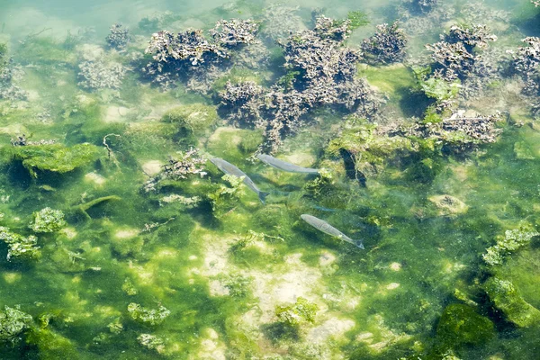 Acqua e pesci — Foto Stock