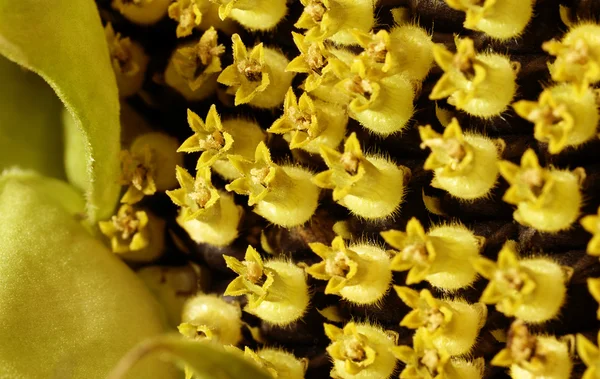 Solros blomma detalj — Stockfoto