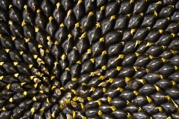 Mnoho semen slunečnice — Stock fotografie