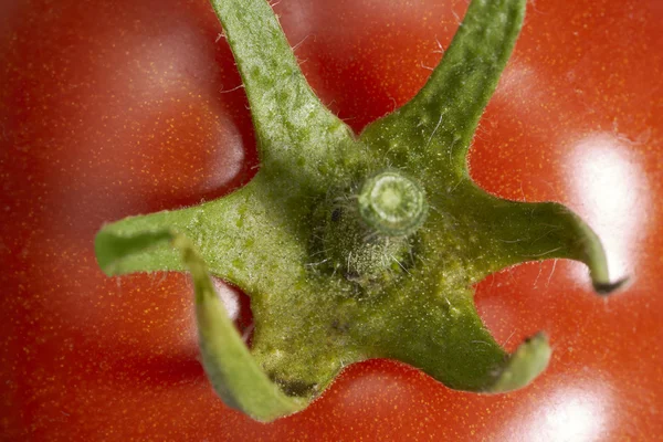 Czerwony pomidor zbliżenie — Zdjęcie stockowe