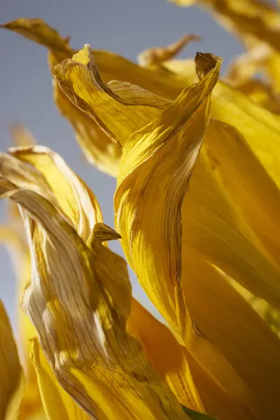 Yellow sunflower petals — Stock Photo, Image