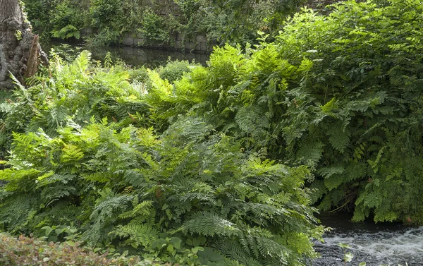 Around Aven river at Pont-Aven in Brittany — Stock Photo, Image