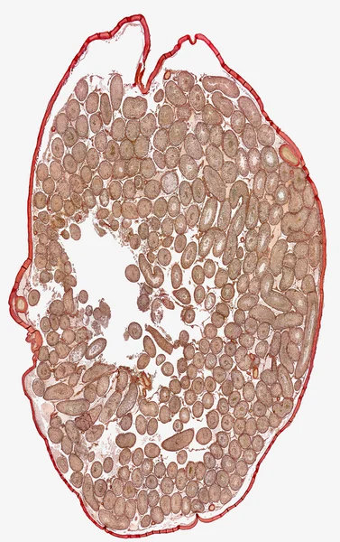 Mikroskopisk detalj visar ett tvärsnitt av en testikel från en råtta — Stockfoto