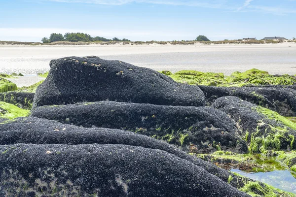 Bivalves in Brittany — Stock Photo, Image