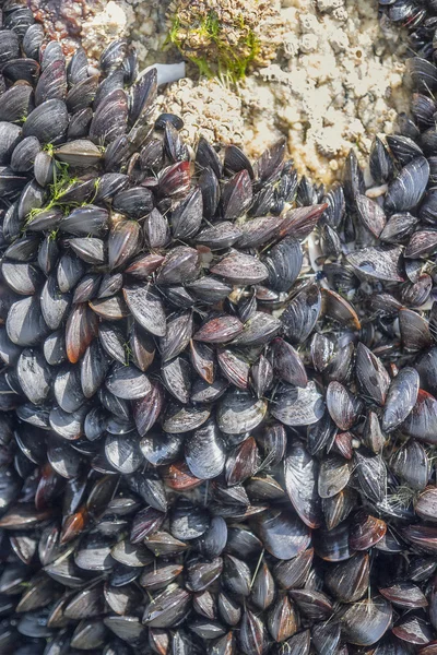 Dense bivalve population — Stock Photo, Image