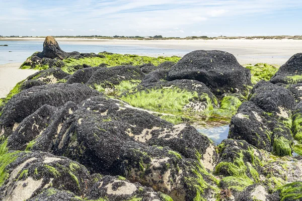 Tweekleppigen in Bretagne — Stockfoto