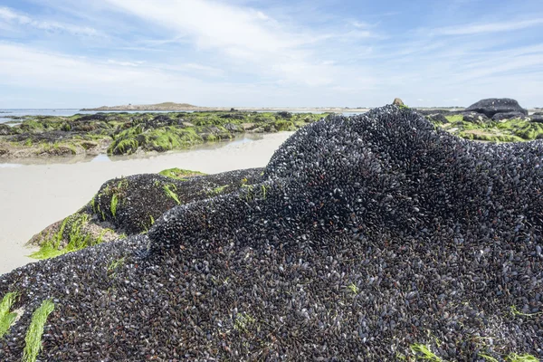 Tweekleppigen in Bretagne — Stockfoto