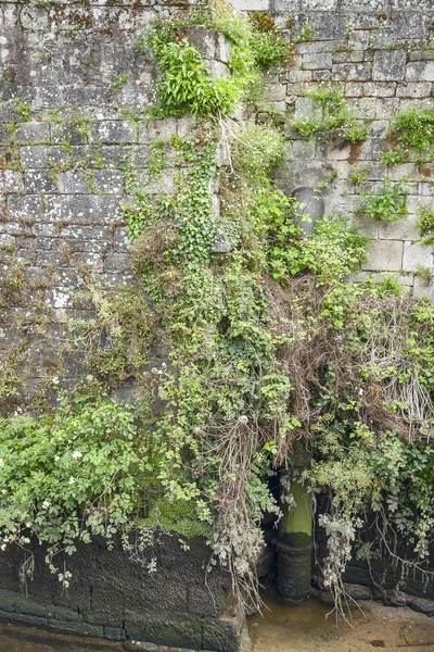Duvar ve bitki örtüsü — Stok fotoğraf