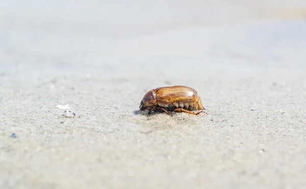 Escarabajo en la playa —  Fotos de Stock