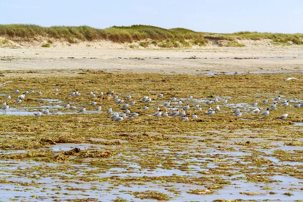 Oiseaux de plage et d'eau en Bretagne — Photo