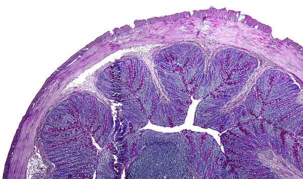 大肠癌的一只老鼠 — 图库照片