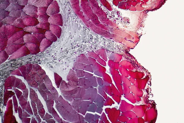 Microscopic neck organs — Stock Photo, Image