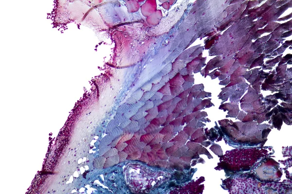 Órganos microscópicos del cuello — Foto de Stock