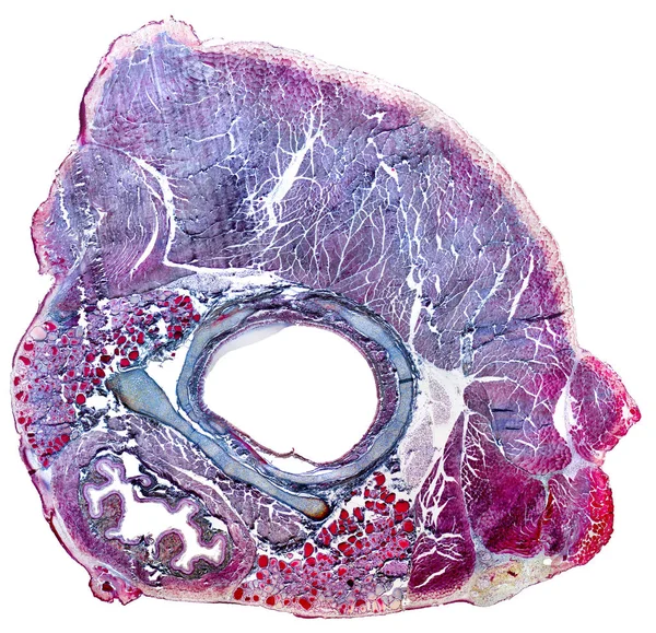 Μικροσκοπική λαιμό όργανα — Φωτογραφία Αρχείου