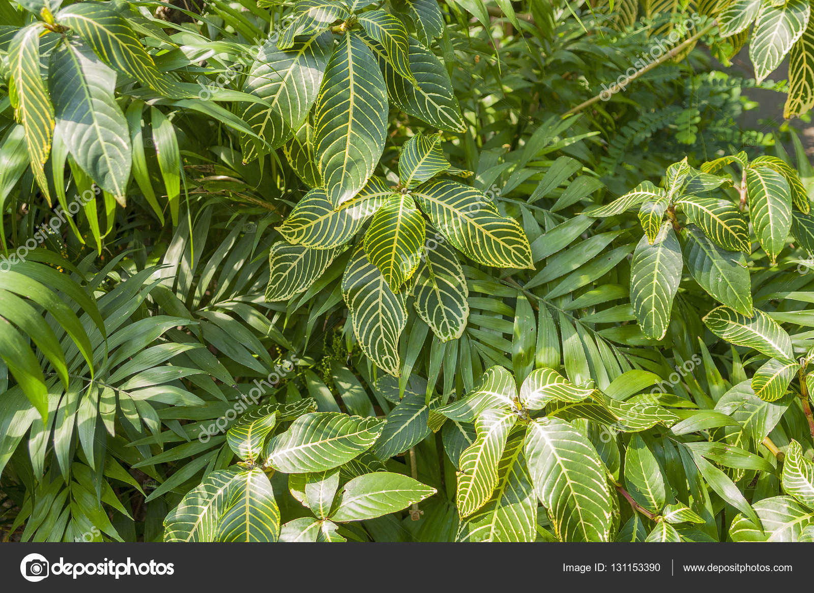 Various jungle plants Stock Photo by ©prill 131153390