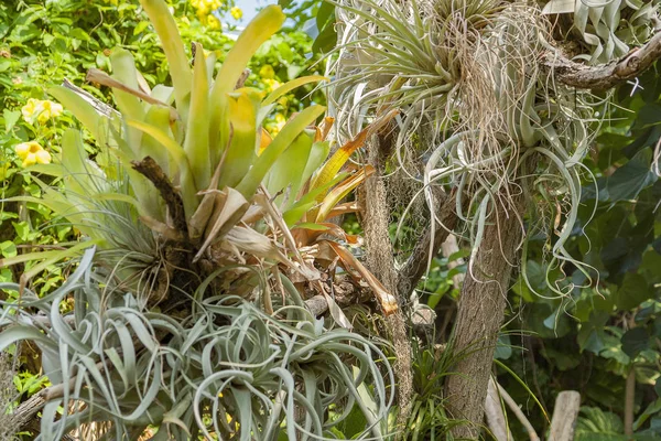 Várias plantas da selva — Fotografia de Stock