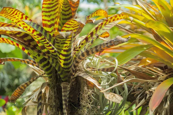 Várias plantas da selva — Fotografia de Stock