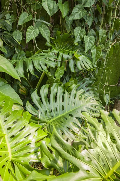 Dżungli roślina tło — Zdjęcie stockowe