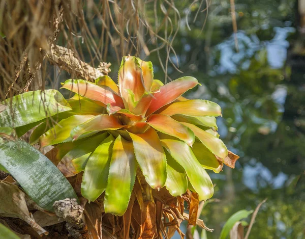 Jungle with bromeliad — Stock Photo, Image