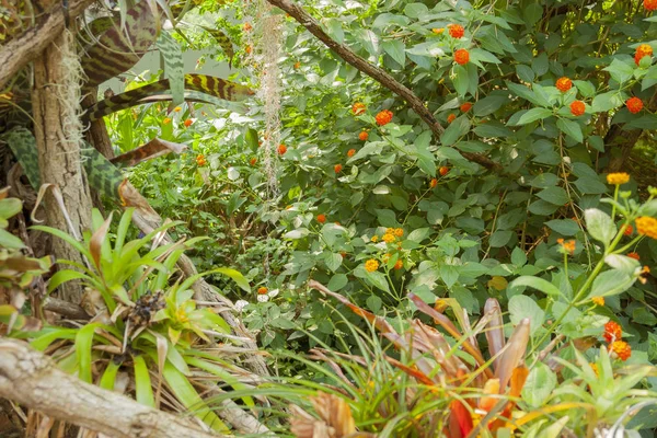 Various jungle plants — Stock Photo, Image