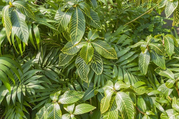 Varias plantas de la selva — Foto de Stock